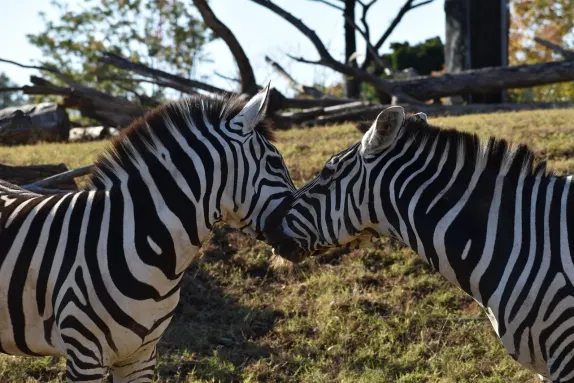 Casino Rockn Rolla Ënnerstëtzung